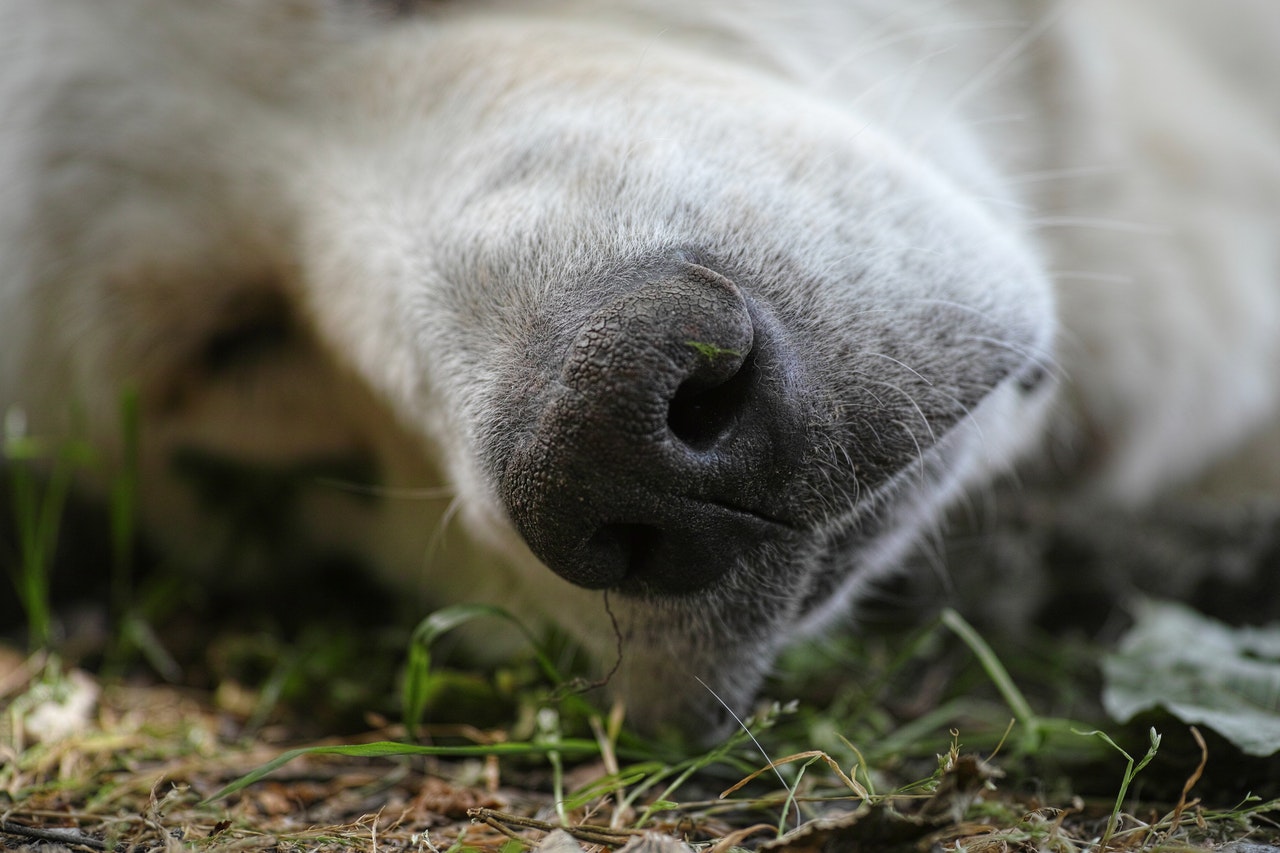 Psí nos je obvykle mokrý, protože ho pes hodně olizuje.